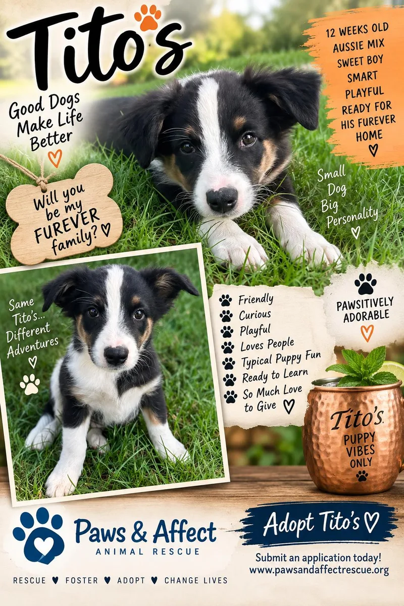 A baby medium-sized male Australian Shepherd dog named Titos for adoption in Crystal Lake, IL