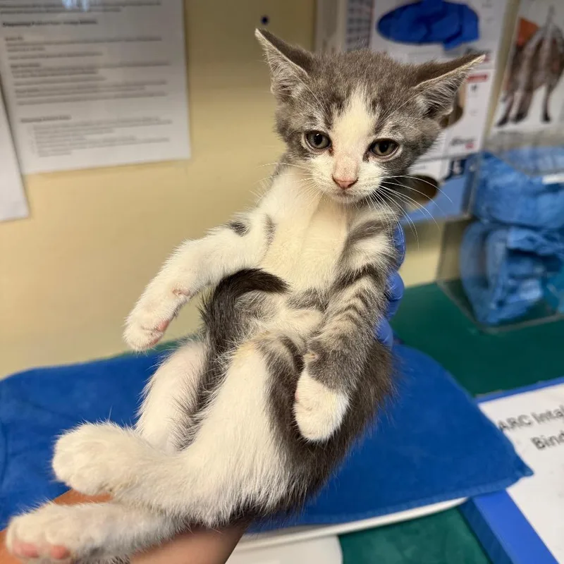 A baby small-sized male Gray / Blue / Silver Domestic Short Hair cat named Corbin for adoption in Pasadena, CA