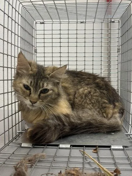 An adult medium-sized female Domestic Medium Hair cat named Working Cat Paprika for adoption in Silverdale, WA