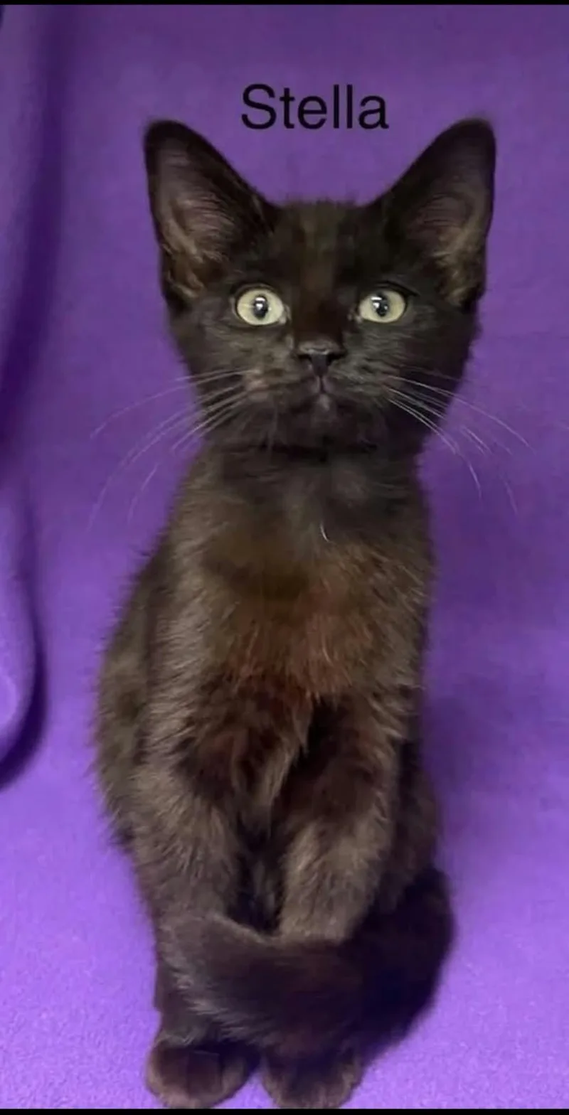 A baby medium-sized female Black Bombay cat named Stella for adoption in Wyandotte, MI