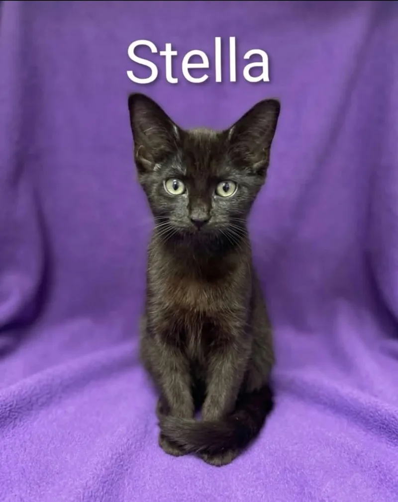 Stella thumbnail 2
