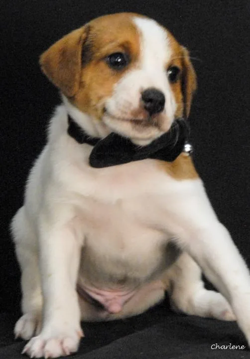 A baby medium-sized male White / Cream Feist dog named Pillsbury for adoption in Newland, NC