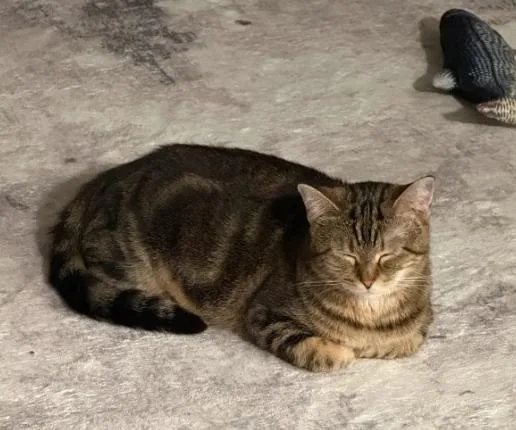 An adult medium-sized female Tabby (Brown / Chocolate) Domestic Short Hair cat named Sequoia for adoption in Evanston, IL