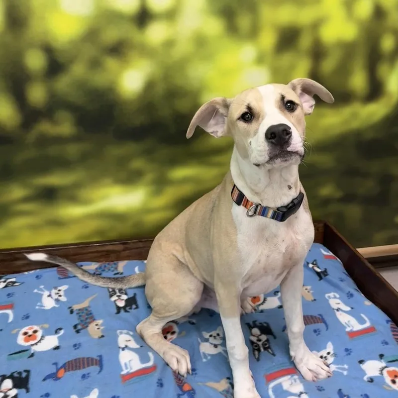 A young medium-sized male Mixed Breed dog named Asher for adoption in Auburn, NH