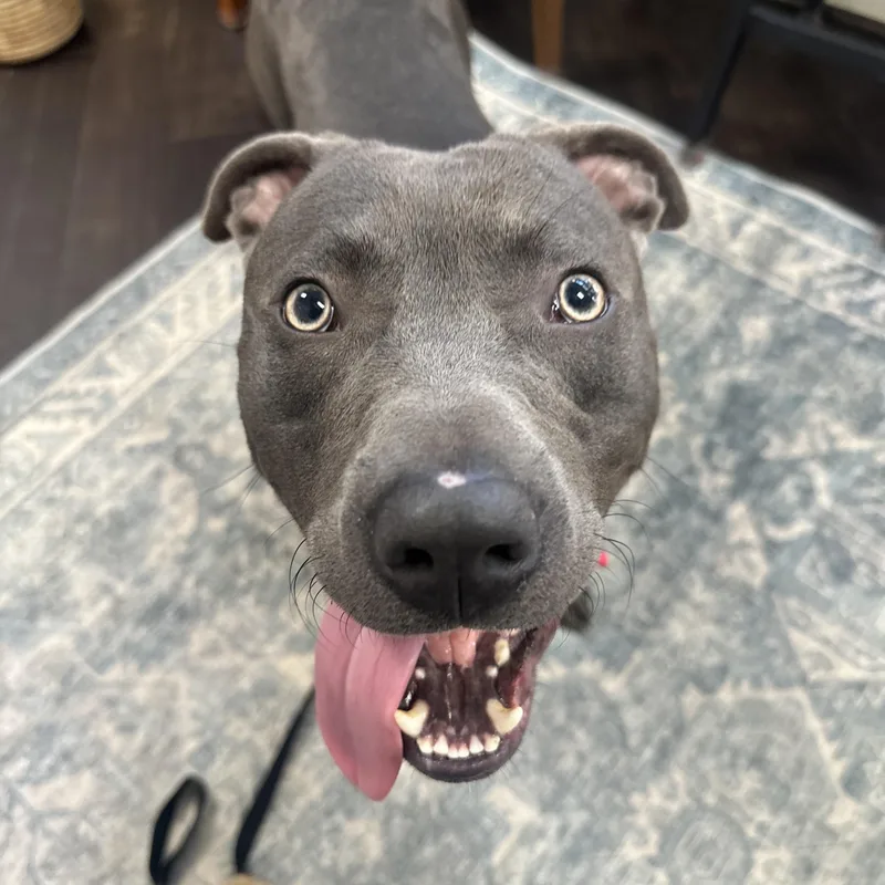 A young medium-sized male American Staffordshire Terrier dog named Maverick for adoption in Roswell, GA