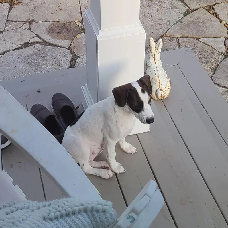 A baby medium-sized female White / Cream Dachshund dog named Abby D for adoption in Minnetonka, MN