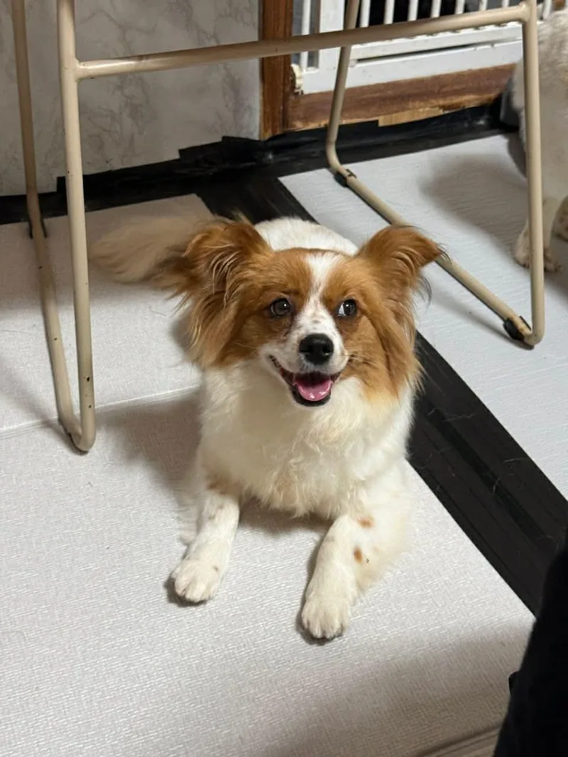A baby small-sized female Pomeranian dog named Hello for adoption in Agoura Hills, CA