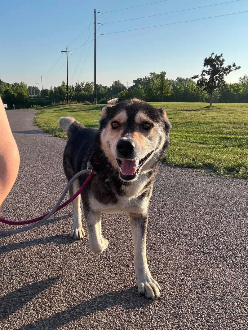 An adult large-sized male Alaskan Malamute dog named Kipp for adoption in Grand Forks, ND
