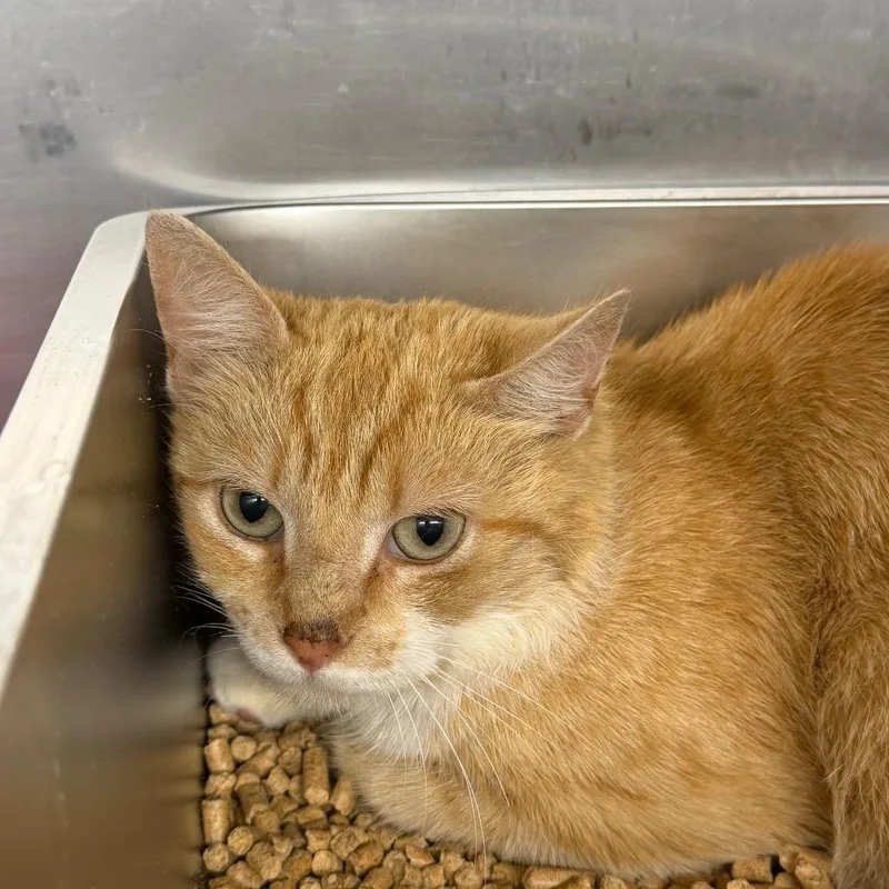 An adult medium-sized female Orange / Red Domestic Short Hair cat named Sticky Note for adoption in Ruckersville, VA