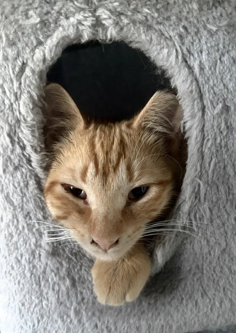 A baby medium-sized male Orange / Red Domestic Short Hair cat named Floki for adoption in Island Lake, IL