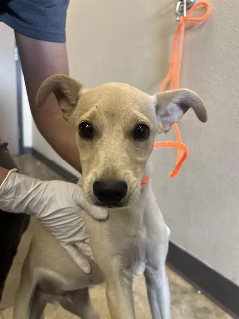 A baby small-sized male Chihuahua dog named Snuggles for adoption in Ontario, CA