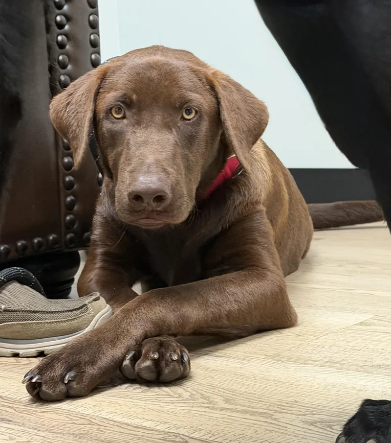 A young medium-sized male Chocolate Labrador Retriever dog named Kc for adoption in Fort Collins, CO