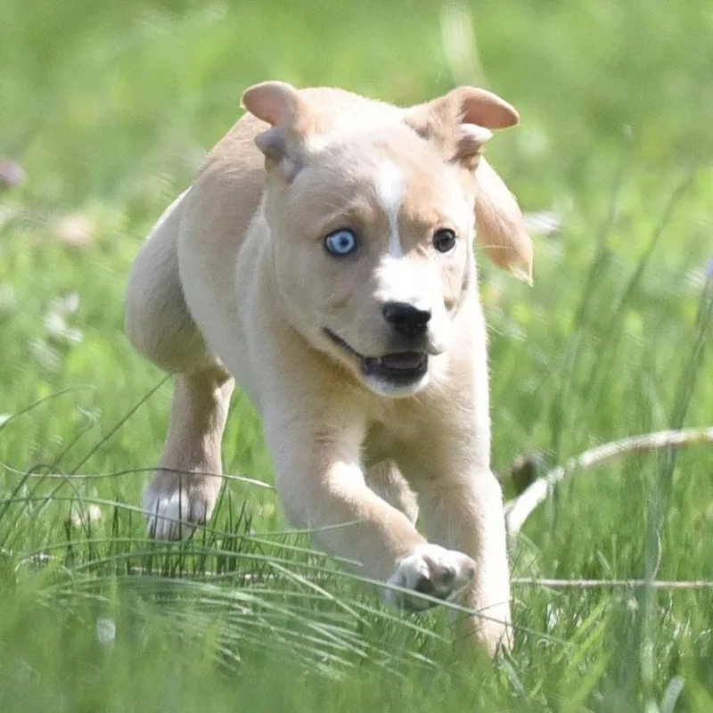 A baby small-sized female Labrador Retriever dog named Cecilia for adoption in Mechanicsburg, PA