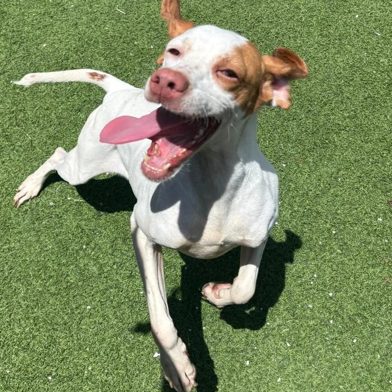 An adult medium-sized female White / Cream English Pointer dog named Bell for adoption in LOXAHATCHEE, FL