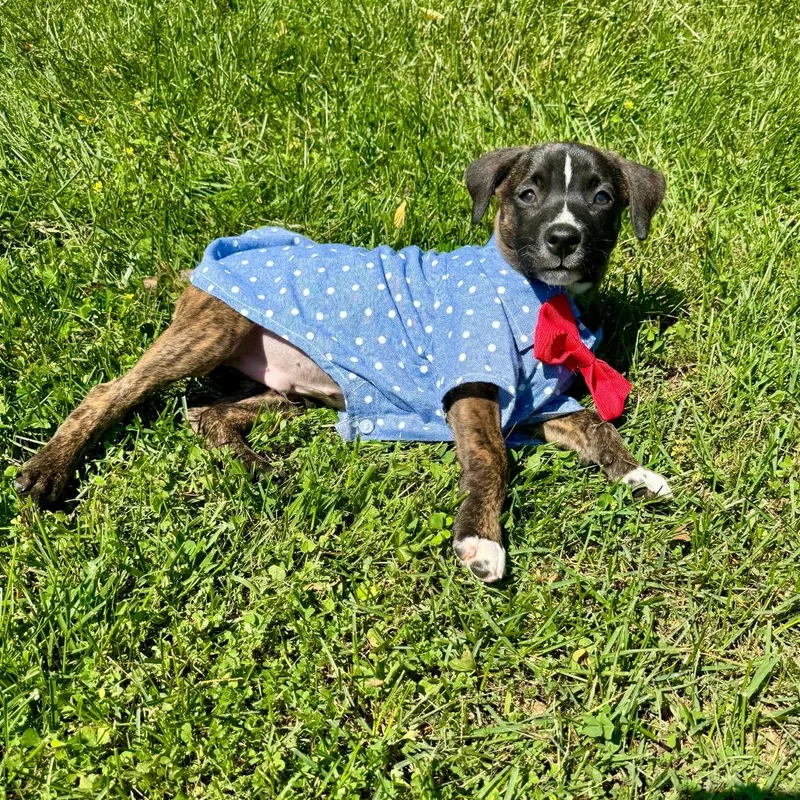 A baby medium-sized male Black Hound dog named Hershey for adoption in Chantilly, VA