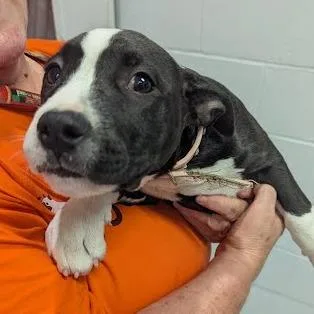 A baby large-sized female Mixed Breed dog named Cheryl for adoption in Jeffersonville, IN