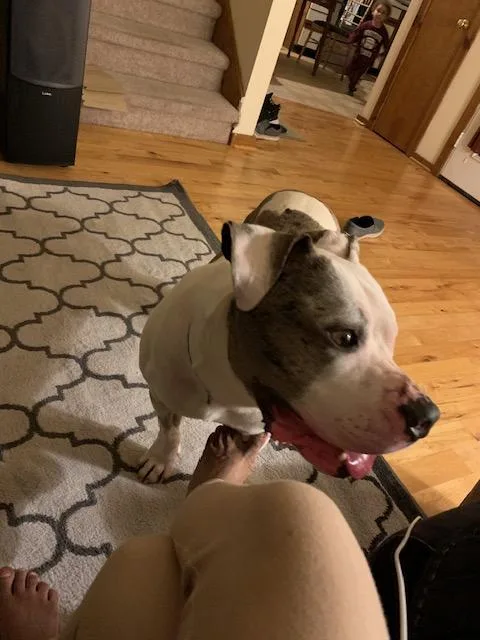 An adult large-sized male White / Cream Pit Bull Terrier dog named Blue Courtesy Listing for adoption in Carthage, NC