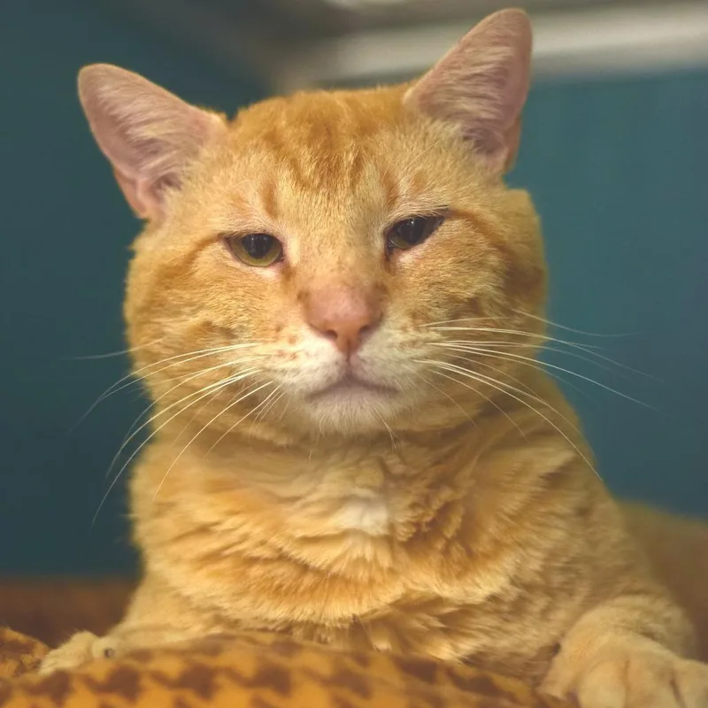 An adult large-sized male Orange / Red Domestic Short Hair cat named Morris for adoption in Belleville, IL