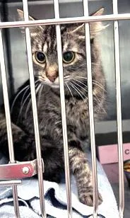 A young small-sized female Domestic Medium Hair cat named Tahini for adoption in Fishers, IN