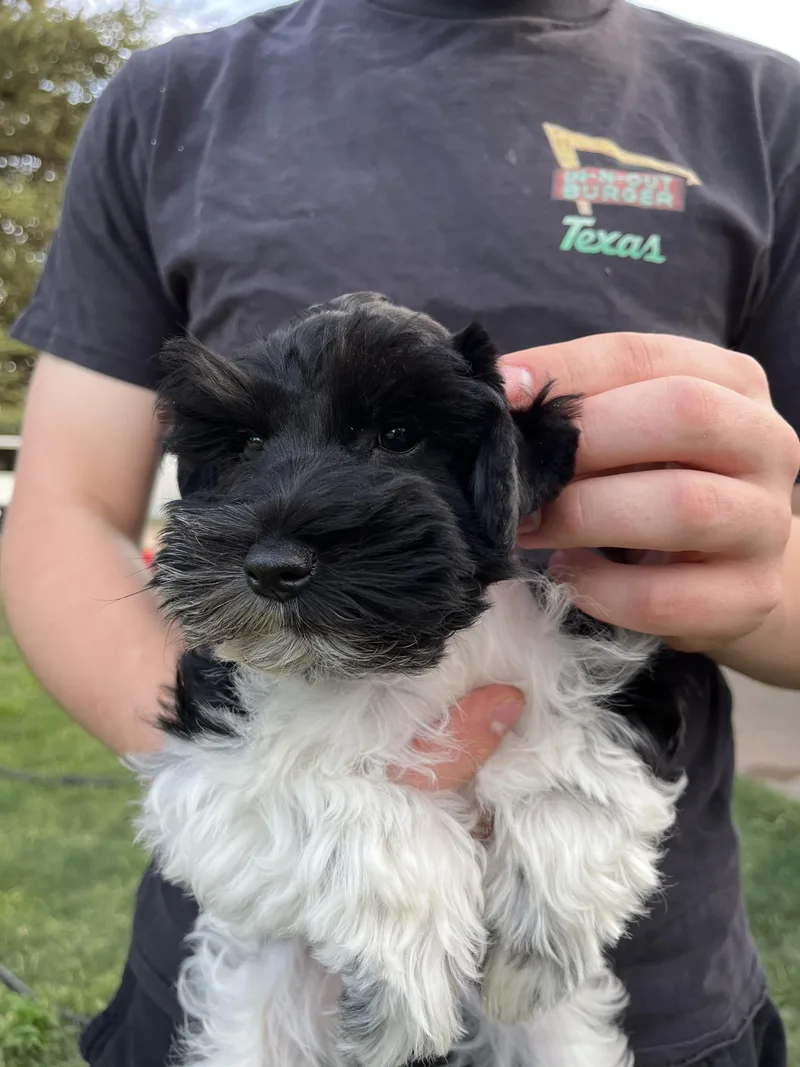 A baby small-sized female Black Miniature Schnauzer dog named Cherry for adoption in Dallas , TX