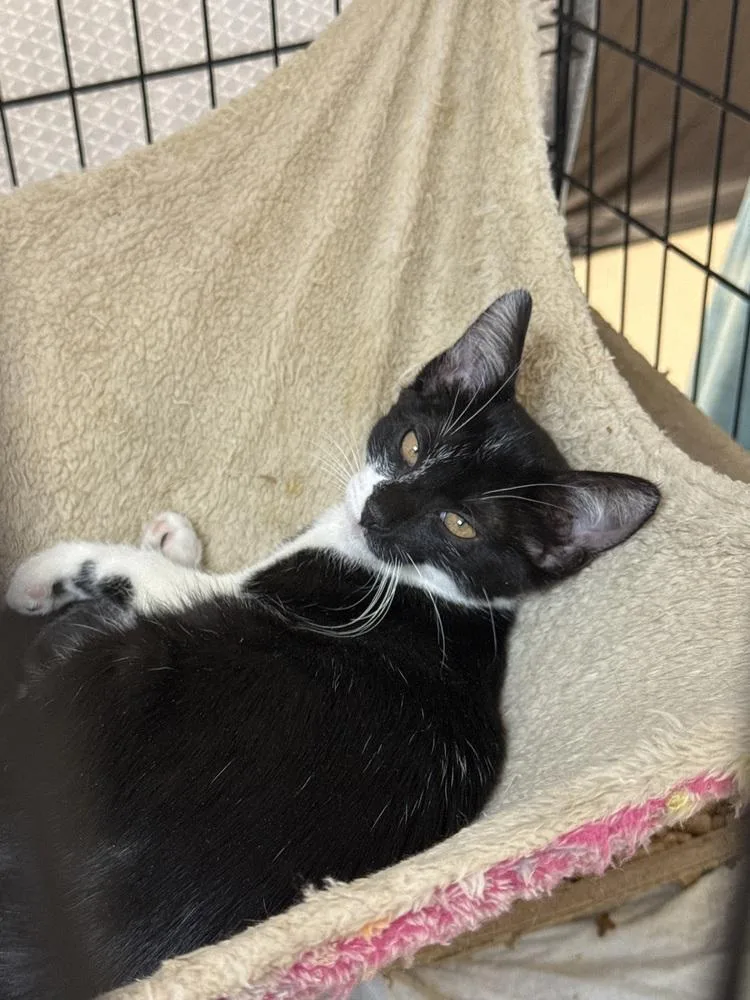 A baby small-sized male Domestic Short Hair cat named Dopey MD for adoption in Fort Walton Beach, FL