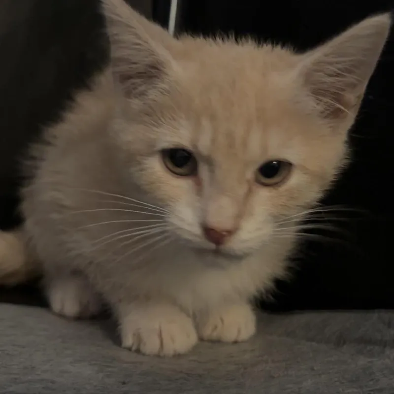 A baby small-sized female Buff / Tan / Fawn Domestic Short Hair cat named Rajah for adoption in Edwards, IL