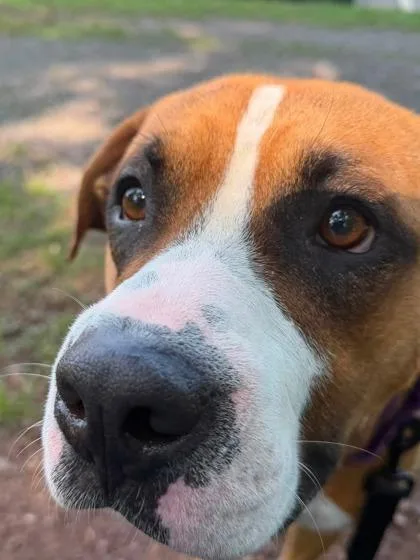 A young large-sized male Boxer dog named Bo for adoption in Bridgewater, NJ