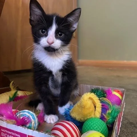 A baby medium-sized female Black & White / Tuxedo Domestic Short Hair cat named Maggie for adoption in Portland, OR
