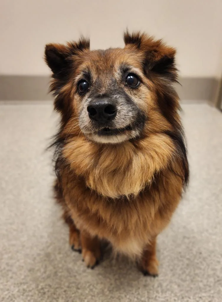 A senior medium-sized male Australian Shepherd dog named Walter for adoption in Superior, WI