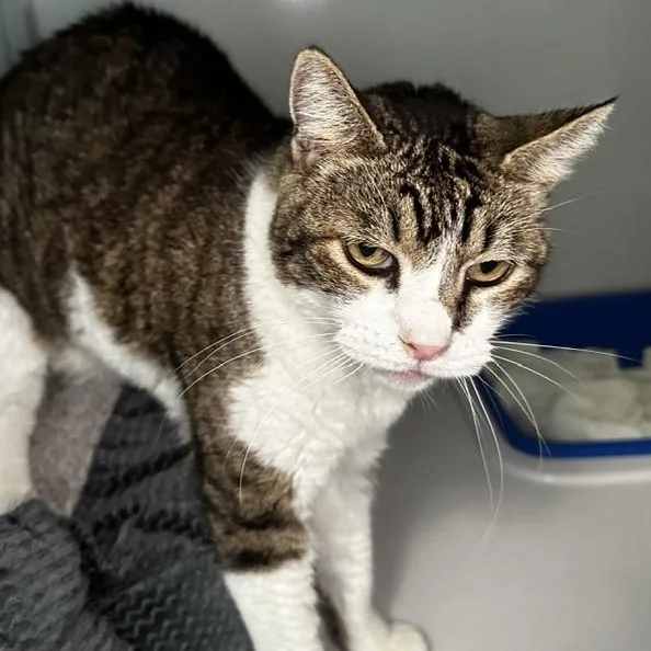 An adult large-sized male Tabby (Buff / Tan / Fawn) Tabby cat named Shadow  Big and for adoption in Hoquiam, WA