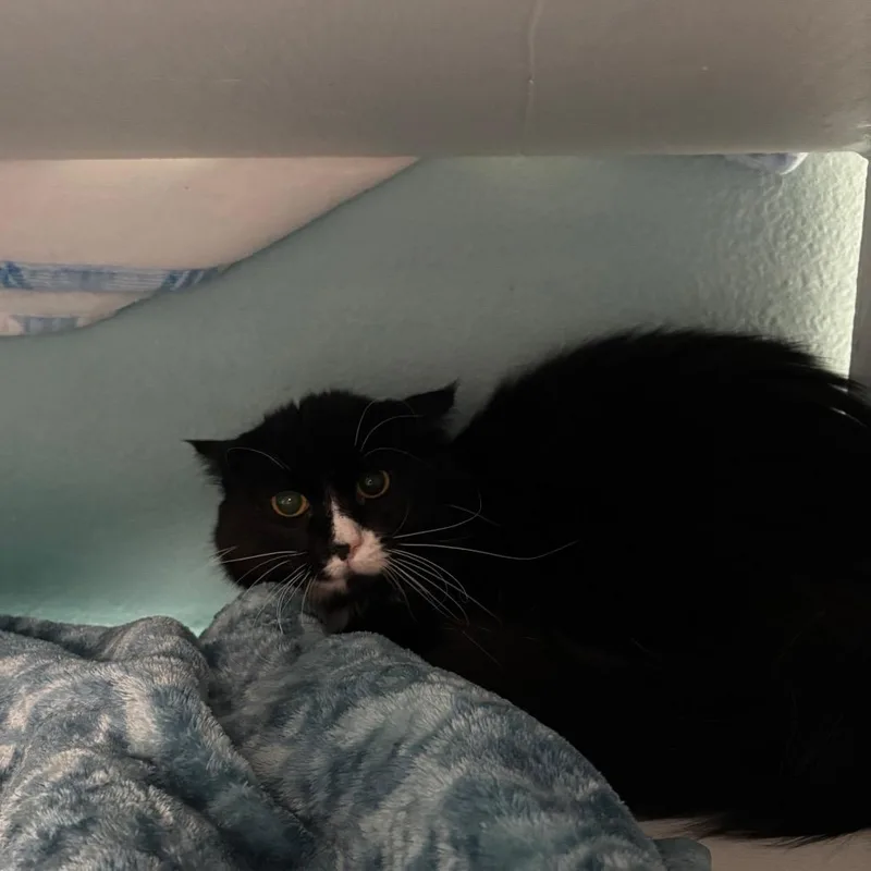 Checkers thumbnail 2