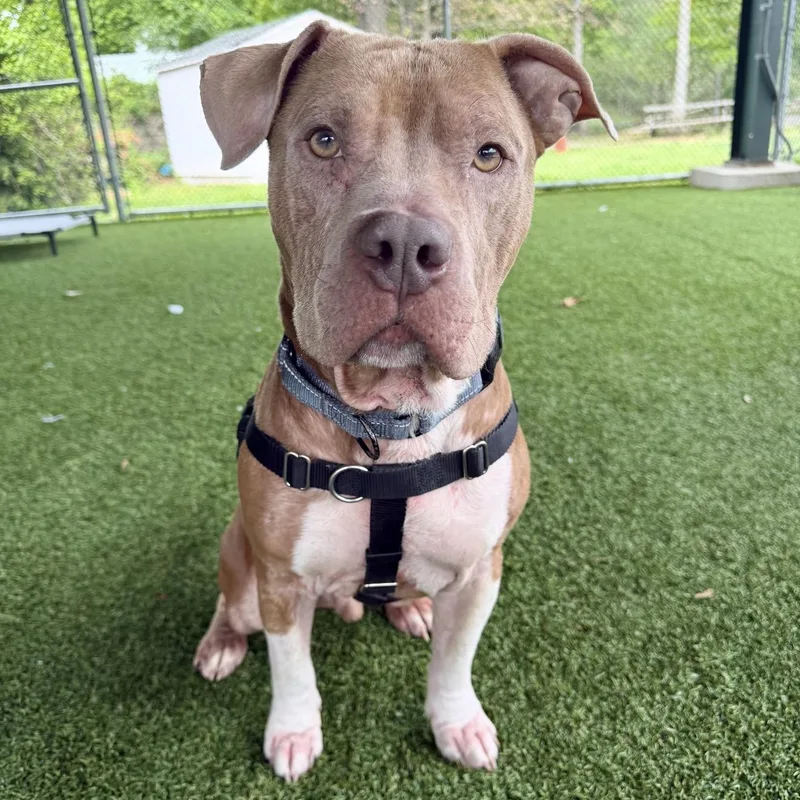 An adult medium-sized male Pit Bull Terrier dog named Rye Guy for adoption in Eatontown, NJ