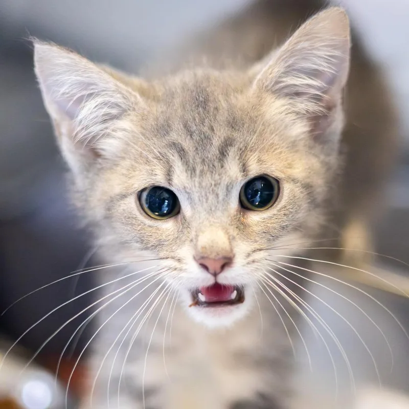 A baby small-sized male Gray / Blue / Silver Domestic Short Hair cat named Gandalf for adoption in Newark, DE