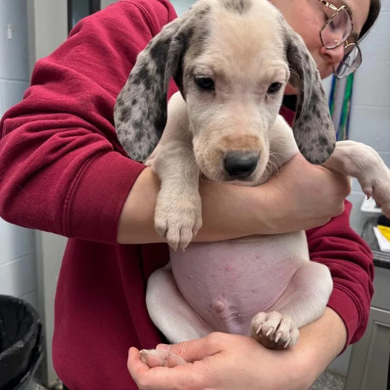 A baby medium-sized male White / Cream Great Dane dog named Flynn for adoption in Waynesboro, PA