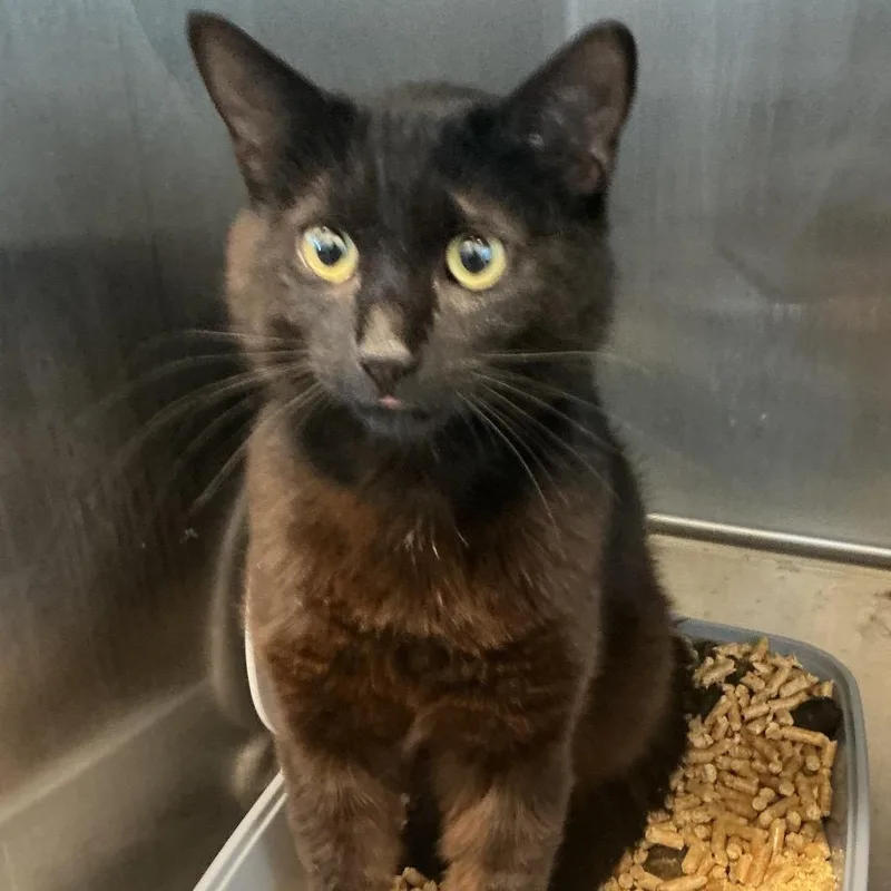 An adult medium-sized male Domestic Short Hair cat named Obie for adoption in Horn Lake, MS