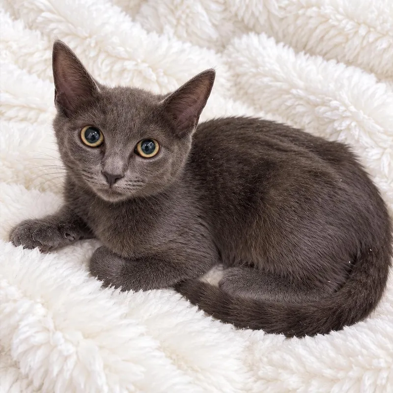 A baby medium-sized male Russian Blue cat named Valley Boy RB for adoption in Glendora, CA