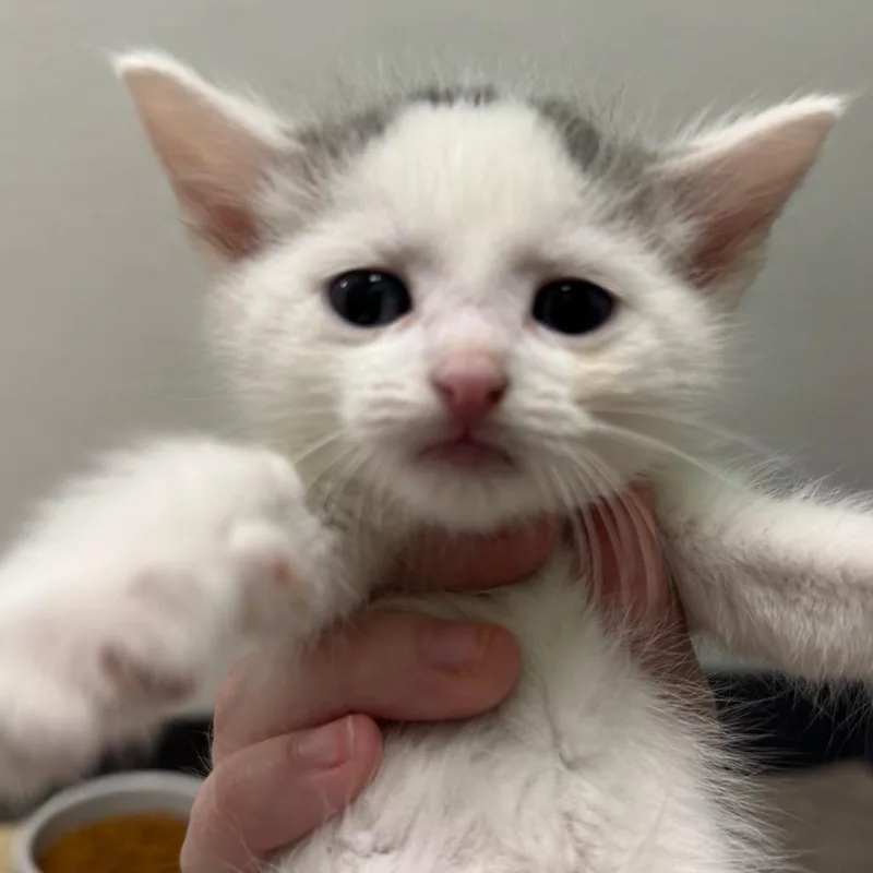 A baby small-sized male White Domestic Short Hair cat named Flip Flop for adoption in Pekin, IL