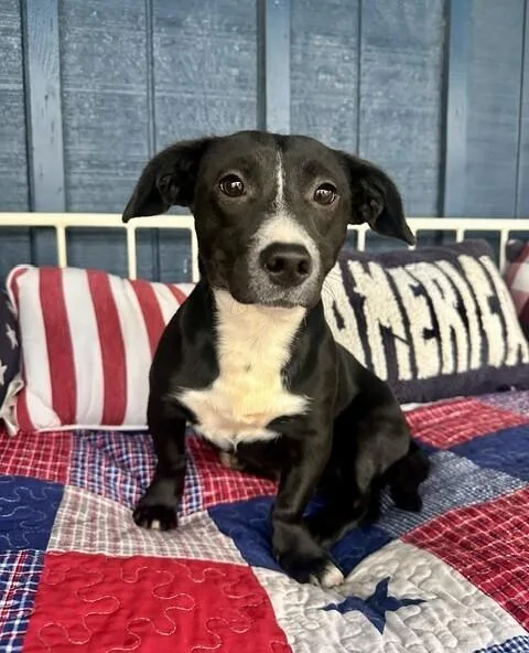 A baby medium-sized female Tricolor (Brown, Black, & White) Dachshund dog named Pup Bunny for adoption in Washington, DC