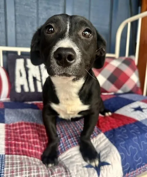 Pup Bunny thumbnail 2