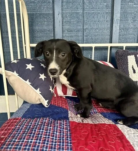 Pup Bunny thumbnail 3