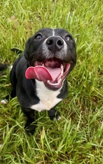 Pup Bunny thumbnail 4