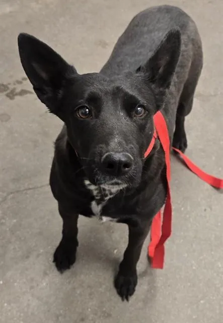 An adult small-sized female Terrier dog named Ariel for adoption in Tucson, AZ