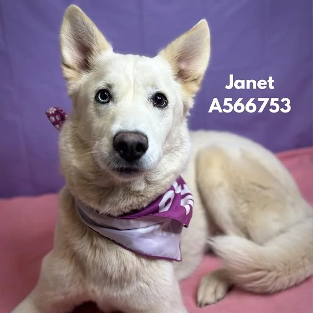 A young medium-sized female Samoyed dog named Janet for adoption in Huntsville, AL