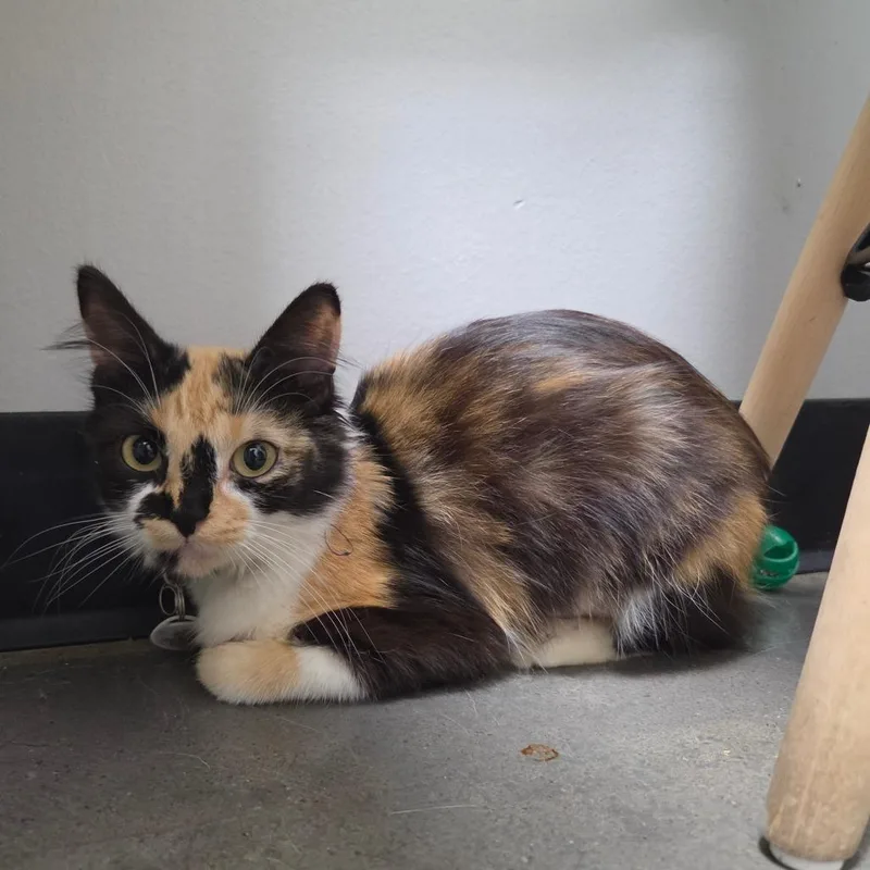 A young medium-sized female Calico Domestic Short Hair cat named DaJo for adoption in Normal, IL