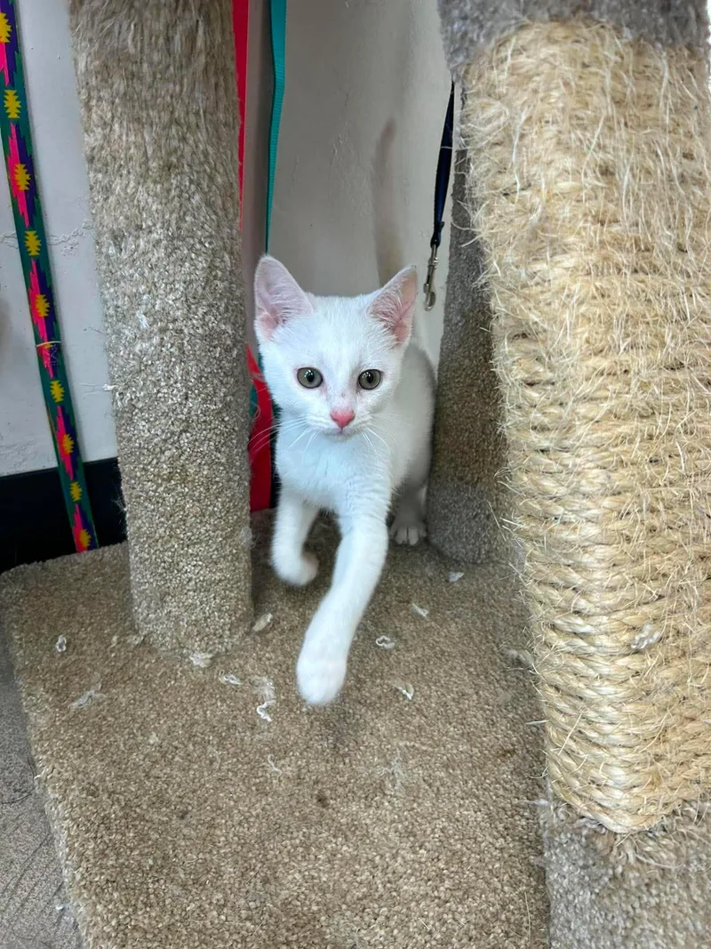 A young medium-sized female White Domestic Short Hair cat named Tundra for adoption in Roosevelt, UT