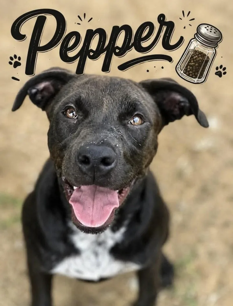 A young large-sized female Mixed Breed dog named Pepper for adoption in Corning, AR