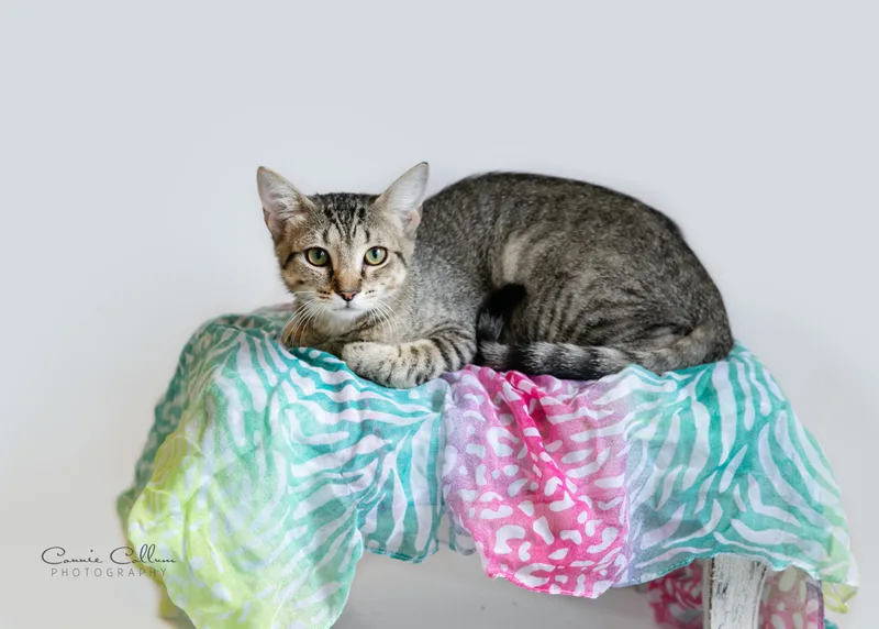 A young medium-sized female Tabby (Brown / Chocolate) Domestic Short Hair cat named Sabrina for adoption in Homewood, AL