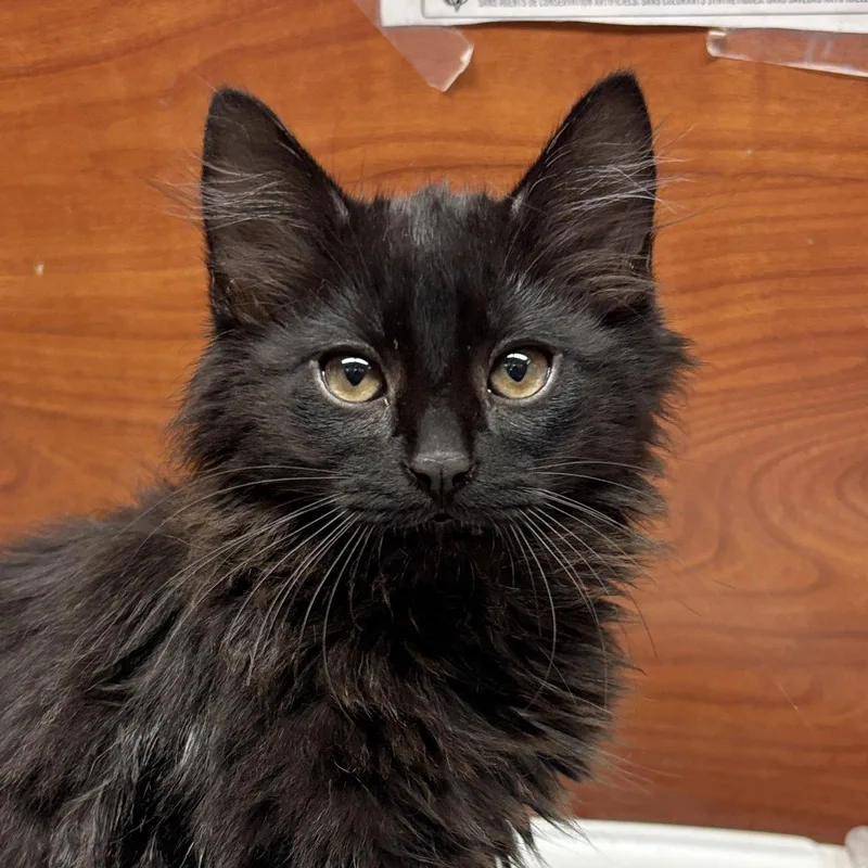 A baby medium-sized male Black Domestic Long Hair cat named Dustin for adoption in Sonora, CA