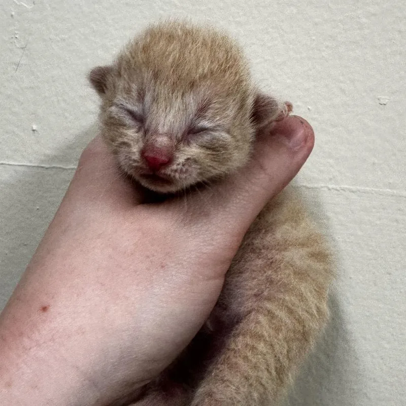 A baby small-sized female Buff / Tan / Fawn Domestic Short Hair cat named Sua for adoption in Warrensburg, MO