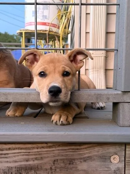 A baby medium-sized female Terrier dog named Brittany for adoption in Malvern, PA